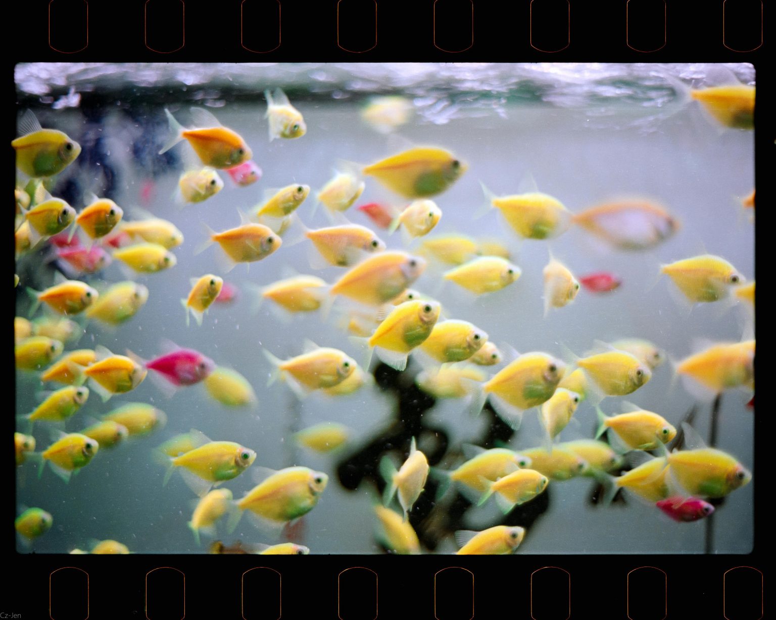 10 Things No One Tells You Before Owning a Home Aquarium
